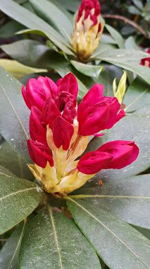 Çalı çalılarındaki genç tomurcuklar baharda güzel çiçeklere dönüşmeye hazırlar..