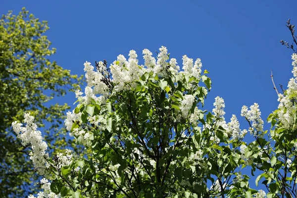 Ilık bahar günlerinde çiçek açan leylak çalılarında güzel beyaz kümeler..