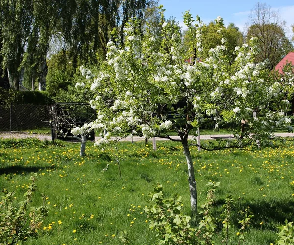 Bloeiende Prunus Padus Bomen Met Veel Witte Bloemen Donkere Lentedagen — Stockfoto