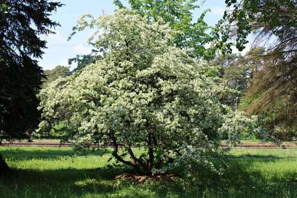 Flor Prunus Padus Árboles Con Muchas Flores Blancas Los Días —  Fotos de Stock