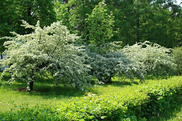 Kvetoucí Prunus Padus Stromy Mnoha Bílými Květy Tmavých Jarních Dnech — Stock fotografie