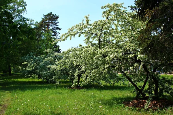 Kwitnące Drzewa Prunus Padus Wieloma Białymi Kwiatami Ciemne Wiosenne Dni — Zdjęcie stockowe