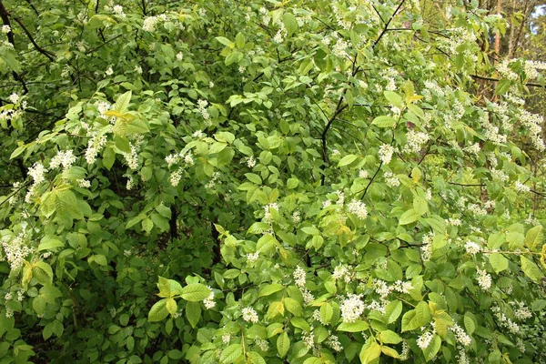 Bloeiende Prunus Padus Bomen Met Veel Witte Bloemen Donkere Lentedagen — Stockfoto