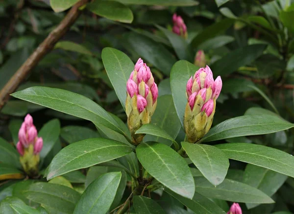 Young Buds Rhododendron Bushes Ready Grow Beautiful Flowers Spring — Stock Photo, Image