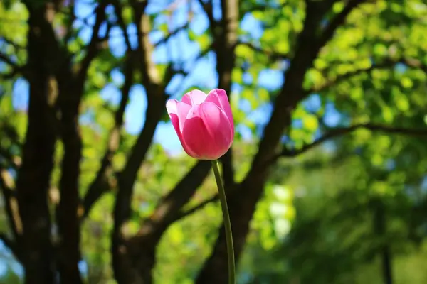 Fleur Tulipe Rouge Solitaire Sur Fond Troncs Arbres Verts — Photo