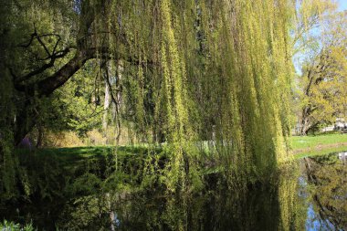 Söğüt ağacının dalları ve baharın ortasında genç yeşil yapraklar toprağa gömüldü..