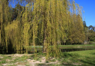 Söğüt ağacının dalları ve baharın ortasında genç yeşil yapraklar toprağa gömüldü..