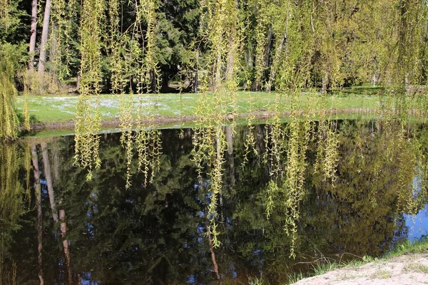 Ramos Salgueiro Com Folhas Verdes Jovens Meio Primavera Afundaram Chão — Fotografia de Stock