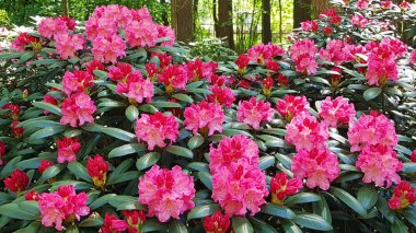 Rododendron çalıları ilkbaharın başlangıcıyla birlikte güzel çiçeklerle çiçek açtı..