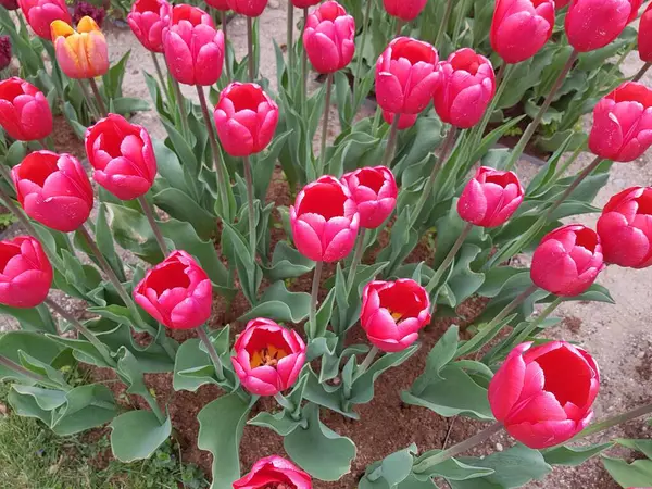 Много Красивых Разноцветных Тюльпанов Саду Кровать Весенние Дни — стоковое фото
