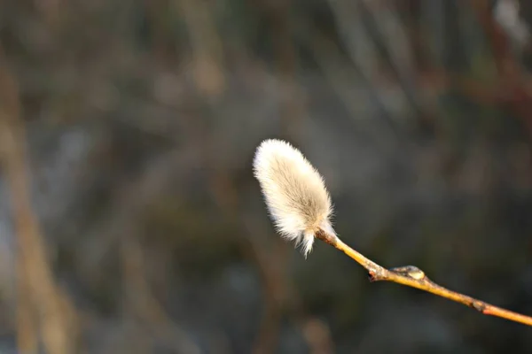 White Fluffy Buds Pussy Willow Bushes Bloom Early Spring — Stock fotografie