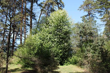 Prunus padus ağaçları ılık bahar günlerinde pek çok küçük beyaz çiçeklerle çiçek açtılar..
