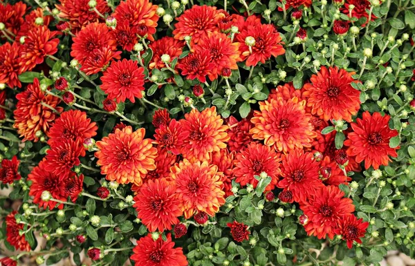 Belles Fleurs Chrysanthème Rouge Vif Poussent Abondance Dans Zone Jardin — Photo