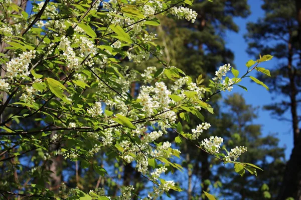 Los Árboles Prunus Padus Florecieron Con Muchas Flores Blancas Pequeñas — Foto de Stock