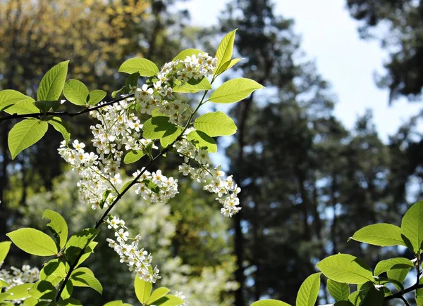 Prunus Padus Fák Sok Fehér Virággal Virágoztak Meleg Tavaszi Napokon — Stock Fotó