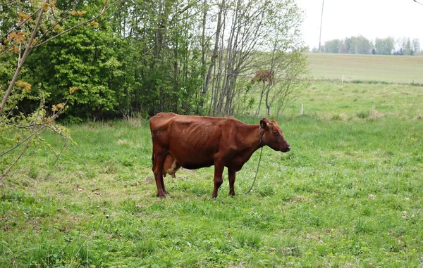 Brown Cow Grazes Green Meadow Village Spring Day — Stock Photo, Image