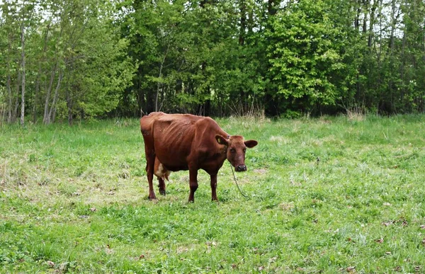 Brown Cow Grazes Green Meadow Village Spring Day — Stock Photo, Image