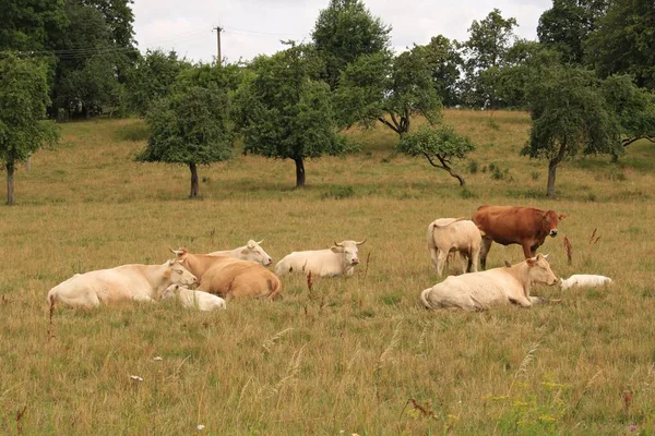 Herd Light Colored Cows Graze Meadow Middle Sunny Summer Day — Stock Photo, Image