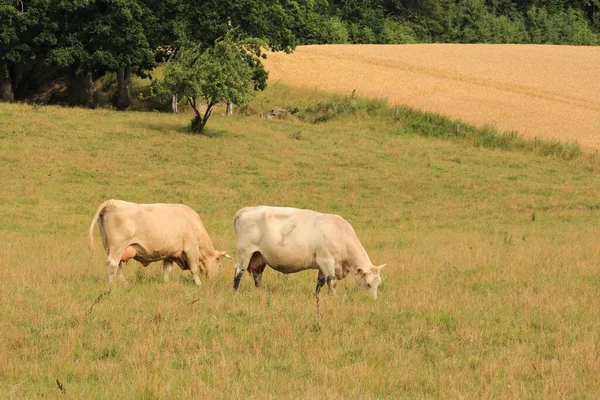 Herd Light Colored Cows Graze Meadow Middle Sunny Summer Day — Stock Photo, Image