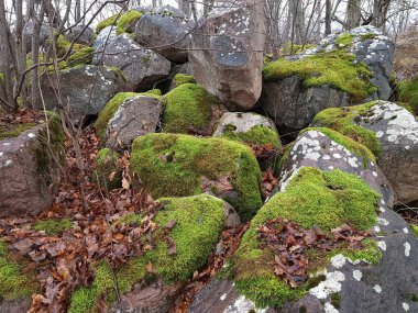 Bulutlu bir sonbahar gününde yeşil yosunlarla kaplı büyük kaya parçaları..