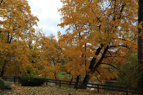 Деревья Пожелтевшими Листьями Облачный Осенний День Берегу Реки — стоковое фото