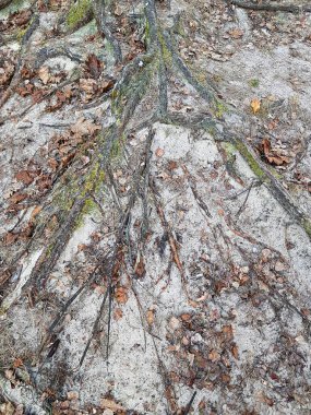 Soğuk sonbahar günlerinde kum tepelerinin yüzeyindeki çam ağaçlarının kafiyeleri.