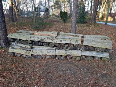 Kesilmiş odun yığını sonbahar ormanında birikir.