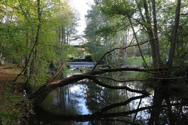 Old Fallen Tree Small Quiet Stream Forest — Stock Photo, Image