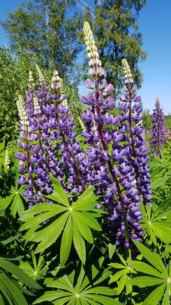 Belles Fleurs Lilas Liupins Poussent Dans Les Champs Long Route — Photo