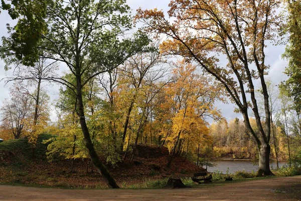 Bosque Con Hojas Amarillentas Ramas Tierra Día Soleado Otoño —  Fotos de Stock