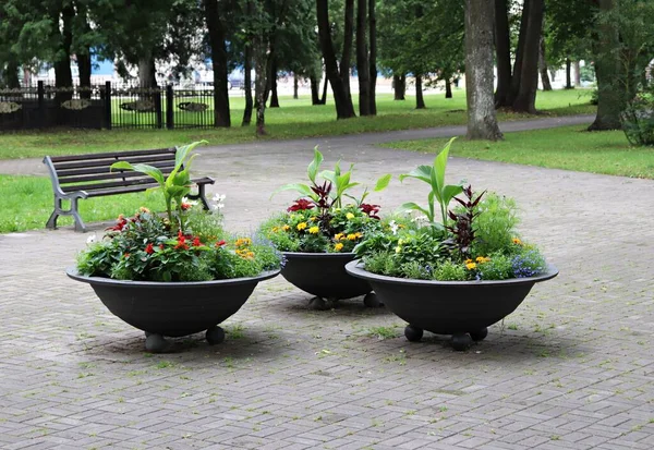 Trzy Duże Miski Wieloma Kwiatami Miejscu Parku — Zdjęcie stockowe