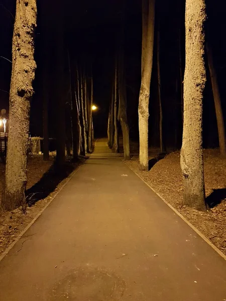 Spazierweg Zwischen Bäumen Beleuchtet Von Straßenlaternen Einer Dunklen Nacht — Stockfoto