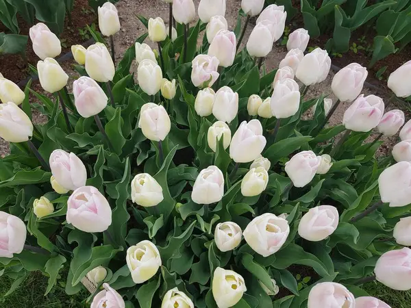 Des Bourgeons Tulipes Blancs Incomplètement Ouverts Dans Lit Fleurs Créent — Photo