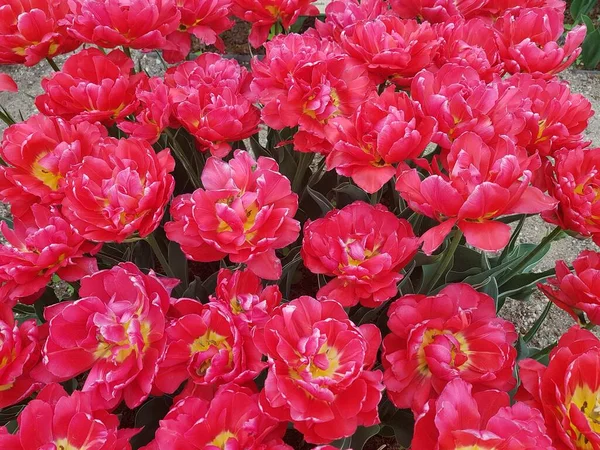 Тюльпаны Красном Белым Оттенком Создают Красивый Фон Клумбе — стоковое фото