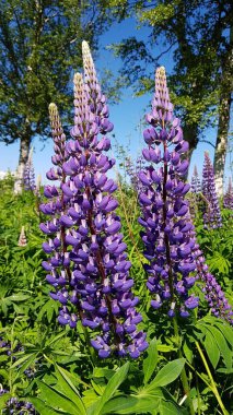 Lupinus 'un uzun ve güzel leylak çiçekleri yazın yollar ve çayırlarda yetişir..