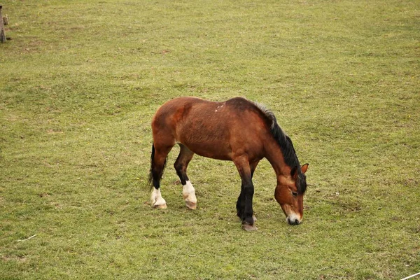 Koně Pasoucí Prostorných Zelených Loukách Slunečného Letního Dne — Stock fotografie