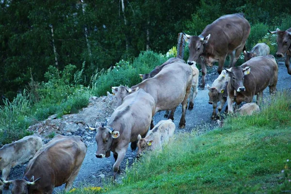 Стадо Коров Идущих Утром Пастбище Вдоль Горной Дороги — стоковое фото