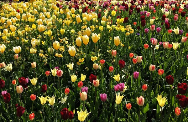 Большая Клумба Тюльпанами Разных Цветов Солнечный Майский День — стоковое фото