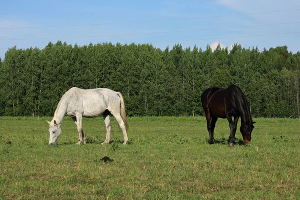 Koně pasoucí se na prostorných zelených loukách za slunečného letního dne — Stock fotografie
