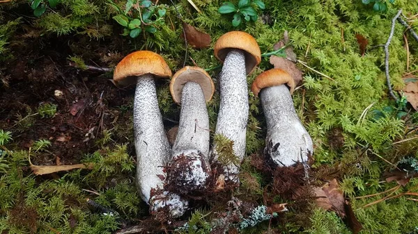 Dört Leccinum aurantiacum mantarı sonbahar ormanının çimlerinde toplanır. — Stok fotoğraf