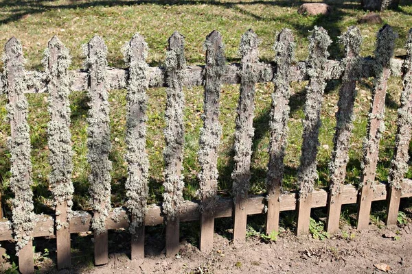 Dřevěný laťkový plot je hojně pokryt šedým mechem s nástupem jara — Stock fotografie