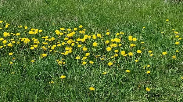 Dandelions florescendo em campos verdes e prados em dias de maio ensolarados — Fotografia de Stock