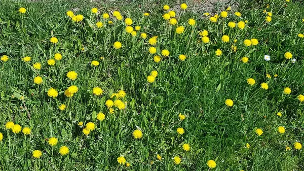Dandelions florescendo em campos verdes e prados em dias de maio ensolarados — Fotografia de Stock