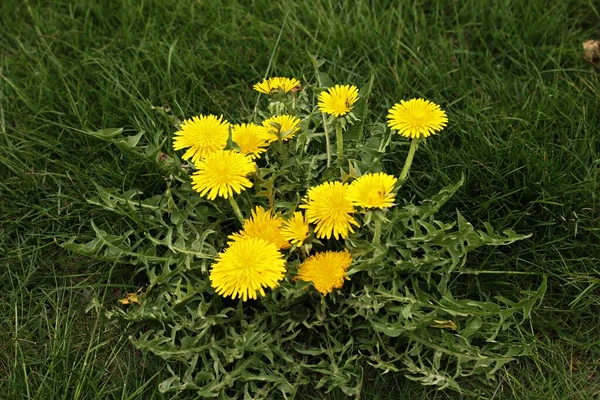 Dandelions florescendo em campos verdes e prados em dias de maio ensolarados — Fotografia de Stock