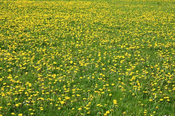 Dandelions florescendo em campos verdes e prados em dias de maio ensolarados — Fotografia de Stock