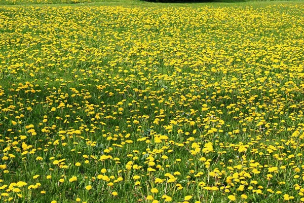 五月的晴天，绿地和草地上盛开的蒲公英 — 图库照片