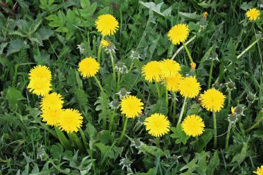 Güneşli mayıs günlerinde yeşil tarlalarda ve çayırlarda açan karahindibalar.