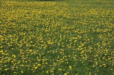Güneşli mayıs günlerinde yeşil tarlalarda ve çayırlarda açan karahindibalar..