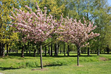 Güzel çiçek açan sakura ağaçları sıcak Mayıs günlerinde Japonya 'nın sembolüdür..