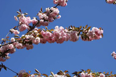 Güzel çiçek açan sakura ağaçları sıcak Mayıs günlerinde Japonya 'nın sembolüdür..